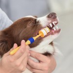360 Οδοντόβουρτσα για Σκύλους Στοματική Υγιεινή