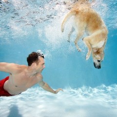 Μαθαίνοντας το Σκύλο μας να Κολυμπα!